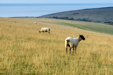 Fototapeta premium South East of England: Sheep pasture on the white cliffs