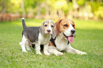 Purebred adult and puppy beagle dog are playing in lawn
