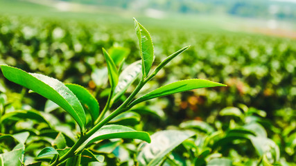Obraz premium Green tea plantations.
