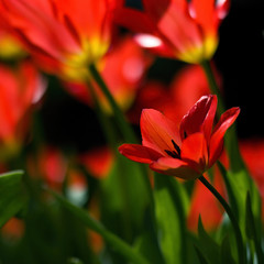 Beautiful red tulips in the park
