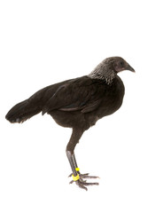 Modern Game fowl