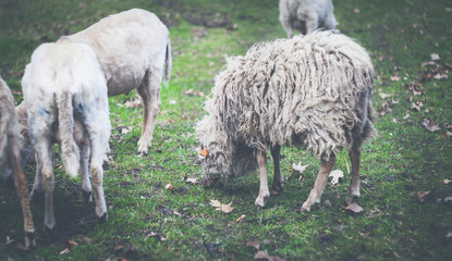 Sheep on farm eating grass vintage filter