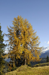 Herbstliche Lärche bei Königsleiten