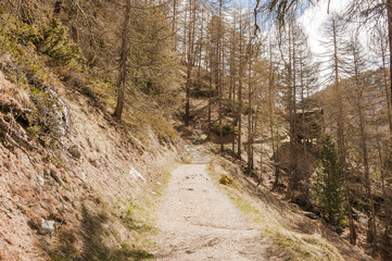 Zermatt, Dorf, Findeln, Findelbach, Weiler, Wanderweg, Naturweg, Lärchenwald, Sunnegga, Alpen, Schweizer Berge, Frühling, Wallis, Schweiz