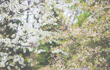 Blooming trees in spring garden, vintage filter