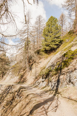 Fototapeta na wymiar Zermatt, Dorf, Findeln, Findelbach, Wanderweg, Waldweg, Wald, Lärchenwald, Wallis, Walliser Berge, Alpen, Frühling, Schweiz