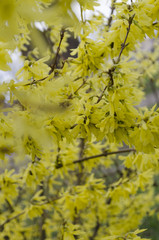 Branch with yellow small leaves