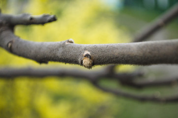 Macro of blooming flower bud on fruiter tree at spring isolated on black