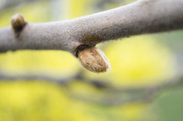 Macro of blooming flower bud on fruiter tree at spring isolated on black