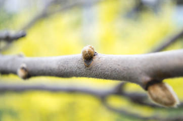 Macro of blooming flower bud on fruiter tree at spring isolated on black