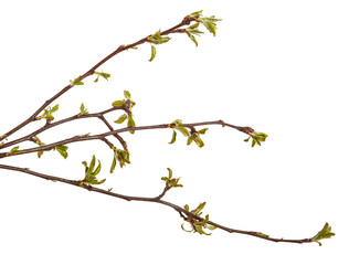 Branch of an apple tree with young leaves isolated on a white background