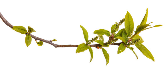 A bird cherry branch with young green leaves. Isolated on white background.