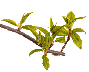 A bird cherry branch with young green leaves. Isolated on white background.