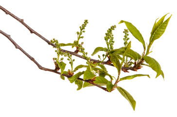 A bird cherry branch with young green leaves. Isolated on white background.