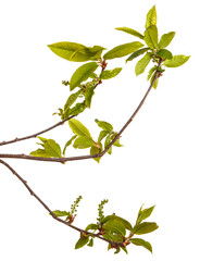 A bird cherry branch with young green leaves. Isolated on white background.