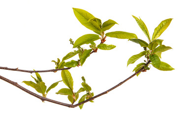 A bird cherry branch with young green leaves. Isolated on white background.
