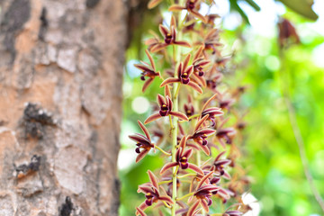 Branch of orchid flowers