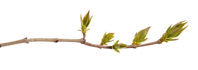 Young green leaves on a lilac branch on a white background.