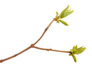 Young green leaves on a lilac branch on a white background.
