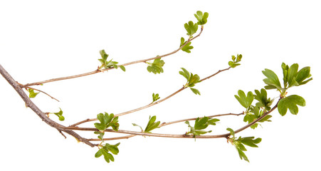 A branch of a currant bush with young green leaves. Isolated on white background