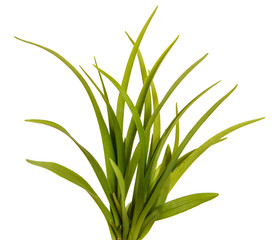 Green leaves of daylily isolated on white background