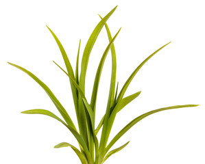 Green leaves of daylily isolated on white background