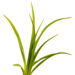 Green leaves of daylily isolated on white background
