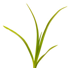 Green leaves of daylily isolated on white background