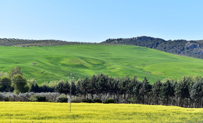 Fototapeta premium Countryside, Ronda, Andalusia, Spain