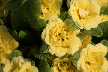 Nahaufnahme von gelben Blüten von Primeln