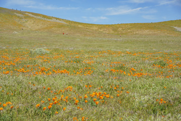 Wild flower at Antelope Valley