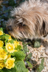 kleiner Hund riecht an gelb blühenden Primeln