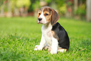 purebred beagle dog looking for somthing, searching and resting in 
lawn at home