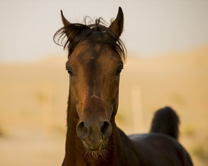 The Arabian stallion looks