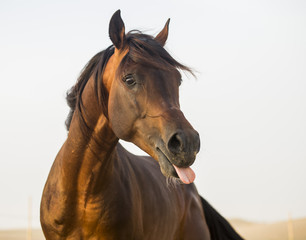 The Arabian stallion looks