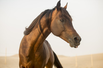 The Arabian stallion looks
