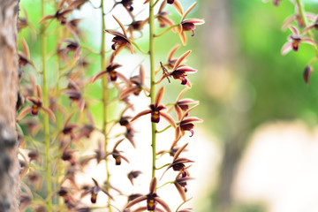 Branch of orchid flowers