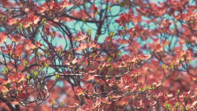 Tight shot of a pink dogwood tree