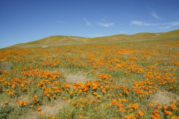 Wild flower at Antelope Valley