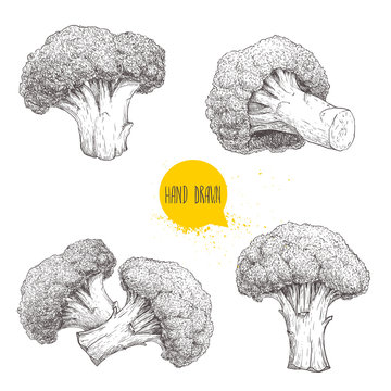 Hand drawn sketch style set illustrations of  broccoli. Healthy ecological food vintage vector illustration. Broccoli compositions isolated on white background.