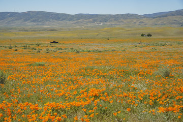 Wild flower at Antelope Valley