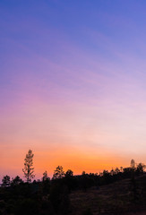 tree and sunset sky  in background.