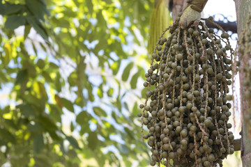 Betel nut in the nature background