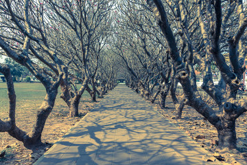 perspective image of Plumeria trees tunnel