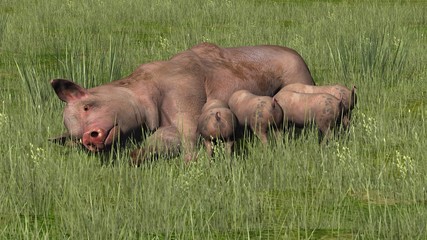 Pig with piglets in the grass