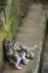 Stray cat looking camera,selective focus.