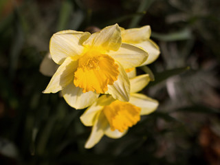 Lovely daffodil blooming in the garden