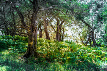 Fototapeta premium Griechischer Wald