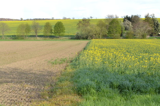 akkers in het Oosten van Duitsland met bloeiende koolzaad