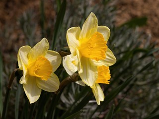 Lovely daffodil blooming in the garden